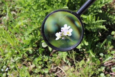 水芹,岩石,洛奇克里克公园,圣加仑郡,圣加仑,放大镜,树园,复叶,水平画幅,园艺