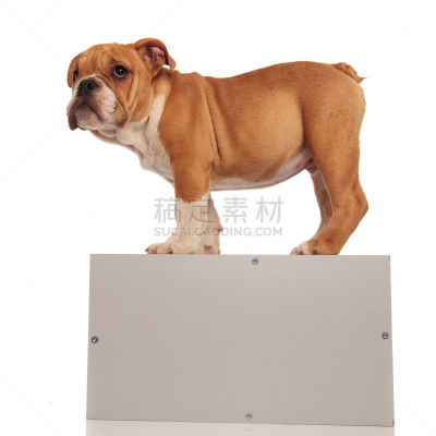 盒子,灰色,可爱的,木制,英格兰斗牛犬,侧面视角,美,褐色,板条箱,架子