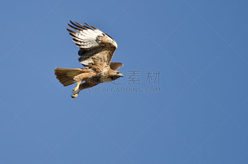 蓝色,红尾鹰,天空,自然,褐色,野生动物,食肉鸟,水平画幅,鸟类,野外动物