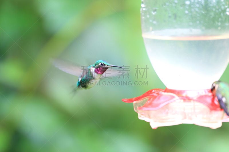 白腹林蜂鸟,水平画幅,鸟类,红玉喉北蜂鸟,户外,蜂鸟,白色,植物,喙,白日梦