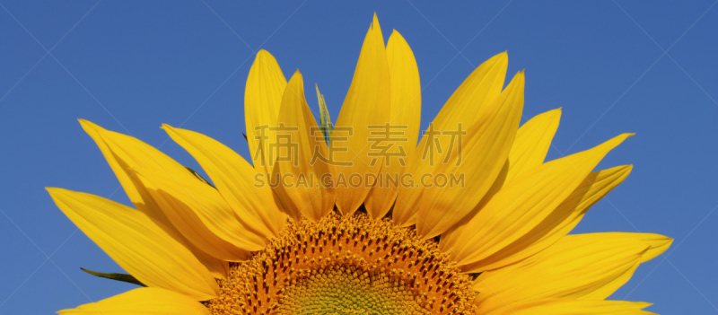 生物柴油,生物质,生物燃料,天空,水平画幅,无人,夏天,户外,特写,植物