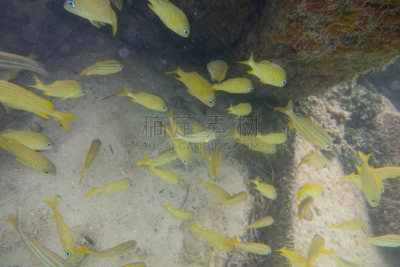 水下,浮潜,热带鱼,平衡折角灯,法国鲈,cay caulker,gruntfish,鱼群,动物的鳞