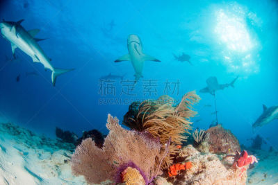 巴哈马国,礁鲨,水,水平画幅,水肺潜水,无人,水下,鲨鱼,夏天,户外