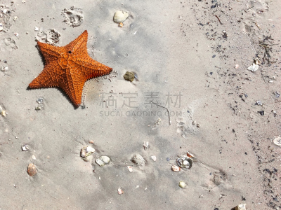 沙子,海星,橙色,巨大的,水平画幅,尖的,贝壳,喷泉,软体动物,水下