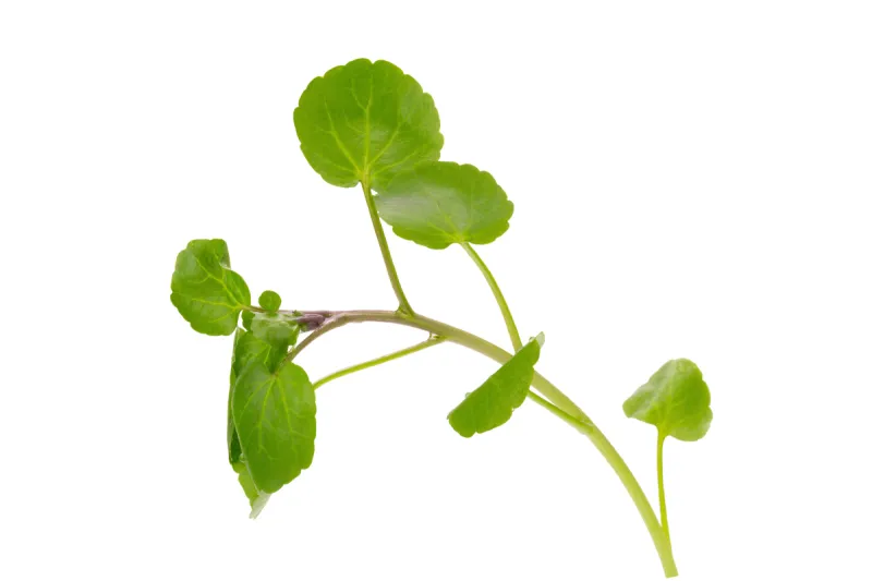 豆瓣菜 清新 分离着色 白色背景 旱金莲花 自然 留白 水平画幅 素食 十字花科图片素材下载 稿定素材 豆瓣菜 清新 分离着色 白色背景 旱金莲花 自然 留白 水平画幅 素食 十字花科图片素材下载 稿定素材
