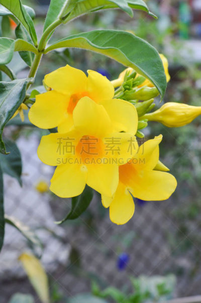 黄色,垂直画幅,无人,紫薇属的植物,软枝黄蝉,户外,自然美,花蕾,植物,2015年