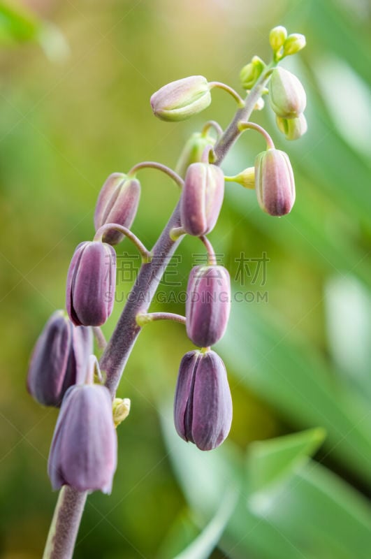 赭色百合,仅一朵花,自然美,植物学家,垂直画幅,无人,户外,百合花,中东,花蕾