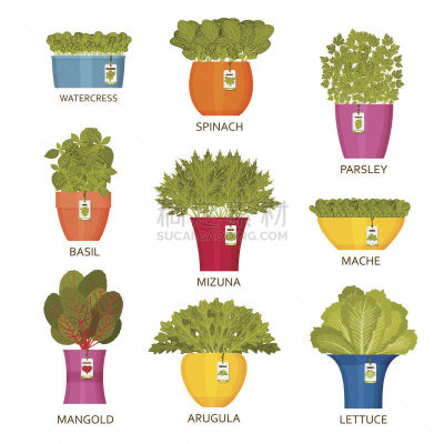 绘画插图,矢量,符号,莴苣,园艺,室内,蔬菜沙拉,花盆,野苣,花园城市
