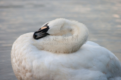天鹅,水,美,颈,艺术,水平画幅,优美,侧面像,鸟类,清洗