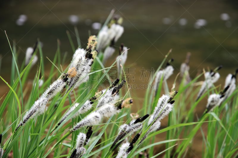 草,绿色,草河,刀刃草,选择对焦,水,留白,风,草原,水平画幅