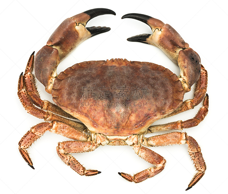 螃蟹,饮食,水平画幅,白色背景,海产,背景分离,特写,动物,甲壳动物,一个物体