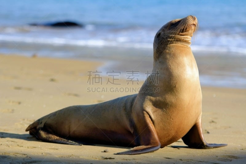 雌性动物,加拉帕戈斯海狮,圣克里斯托瓦尔岛,南美海狮,加拉帕戈斯群岛,海狮,水平画幅,无人,海洋生命,海洋