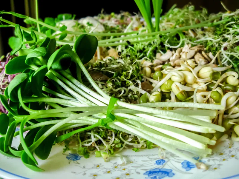 芽紫花苜蓿 芽紫花苜蓿图片 芽紫花苜蓿素材下载 稿定素材 芽紫花苜蓿 芽紫花苜蓿图片 芽紫花苜蓿素材下载 稿定素材