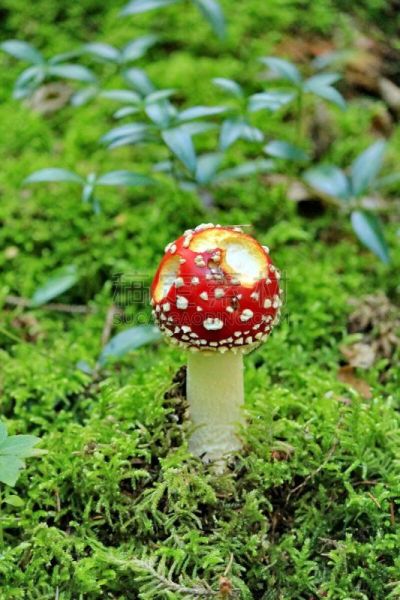 毒蘑菇,森林,垂直画幅,无人,户外,草,树林,食用菌,真菌,植物