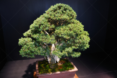 盆景,妈祖,留白,松树,艺术,水平画幅,枝繁叶茂,无人,传统,日本