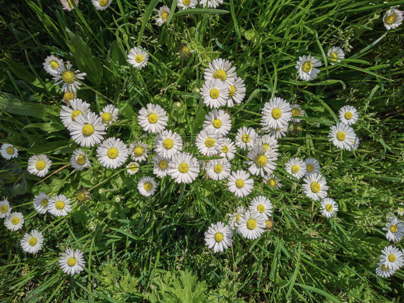 雏菊族,春天,自然,美国,水平画幅,无人,紫蕨,花序,甘菊花,蓟