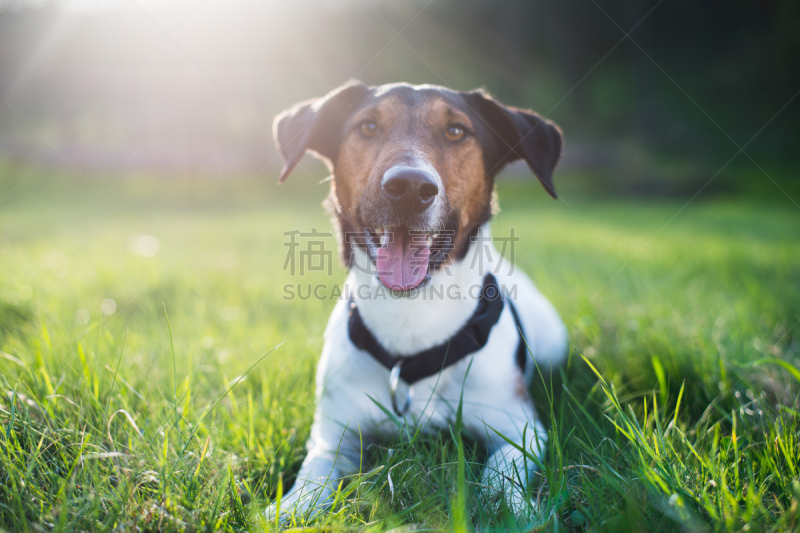 肖像,狗,福克斯猎狐犬,伸舌头,杂种狗,机敏,杰克拉瑟短腿犬,水平画幅,可爱的,夏天