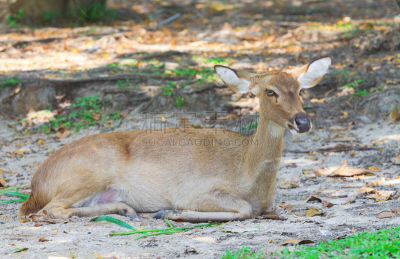 Brow-Antlered Deer,公园,褐色,水平画幅,无人,草坪,野外动物,户外,蹲,观看