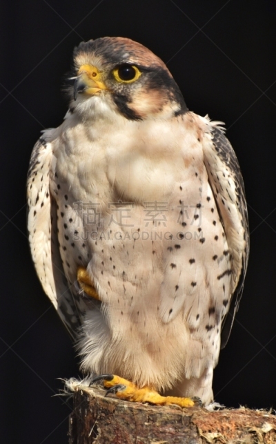 雌猎鹰,白色,自然,垂直画幅,野生动物,肖像,图像,老鹰,美国,动物