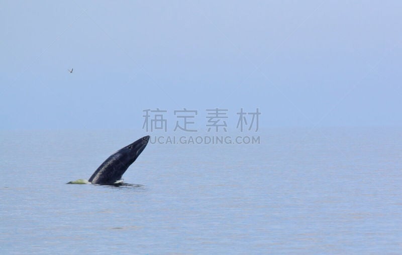 鲸,天空,美,长须鲸,水平画幅,巨大的,野外动物,户外,下巴,生物学