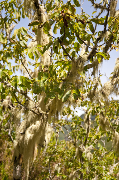 马德拉,高个子,垂直画幅,公园,山,运河,大西洋群岛,阴影,户外,葡萄牙