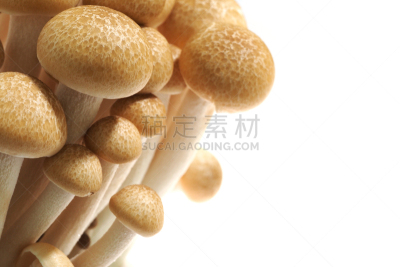 姬菇,分离着色,白色背景,自然,褐色,真菌,水平画幅,素食,无人,清新