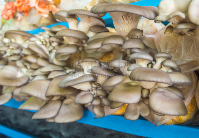 蘑菇,姬菇,去皮的食物,孢子,褐色,水平画幅,素食,提举,特写,豆腐