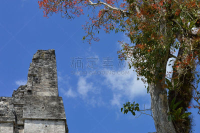 迪卡尔,玛雅文明,过去,危地马拉,寺庙,植物群,埃裴登,天空,美,中美洲
