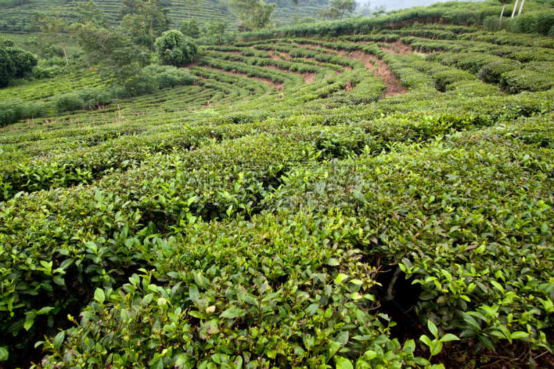 茶树,越南,白族,自然,水平画幅,山,无人,蓝色,豪宅,早晨