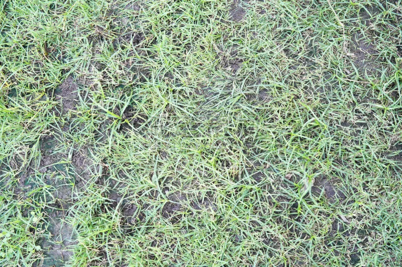 草 纹理 自然 背景 室内地面 草坪 清新 泰国 草皮 春天图片素材下载 稿定素材