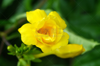 黄色,软枝黄蝉,仅一朵花,铃,粉红蝉,毛莨科,小号,芳香的,水平画幅,无人