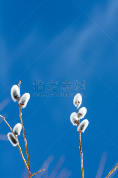 柳树,垂直画幅,留白,无人,茂密的,户外,特写,飞絮柳,弹性,融水