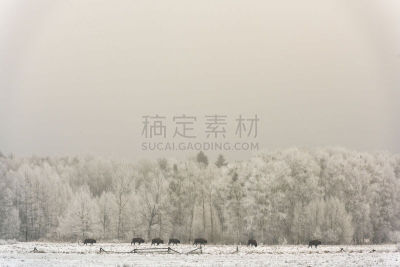 欧洲野牛,兽群,寒冷,濒危物种,波兰,野生动物,环境,雄性动物,雪,哺乳纲