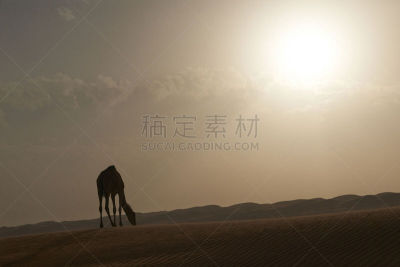 empty quarter,阿曼,骆驼,热,水平画幅,沙子,无人,户外,沙漠,太阳