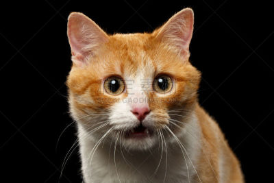 姜黄色的猫,动物嘴,惊奇,特写,开着的,黑色背景,缅因库恩猫,猫,纯种犬