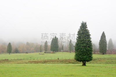柏树,森林,port orford cedar,水平画幅,地形,无人,早晨,户外,针叶树,草