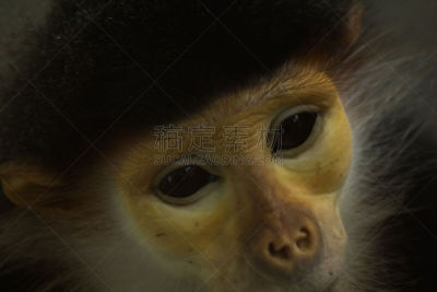 douc langur,野生动物,看,水平画幅,无人,动物,猿,猴子,野外动物,灵长目