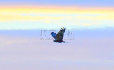 鸟类,黄昏,沼泽,远距离,热霾,食肉鸟,天空,褐色,野生动物