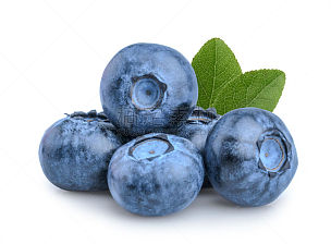 蓝莓,白色背景,分离着色,越橘,北蓝越橘,藓沼,水平画幅,无人,生食,组物体