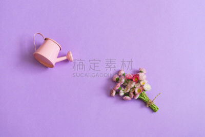小的,背景,夏天,园艺,时尚,极简构图,白色,茼蒿菊,粉色,概念