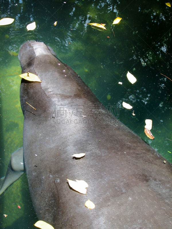 海牛,高,海牛目,自然,垂直画幅,野生动物,生物,无人,水下,野外动物