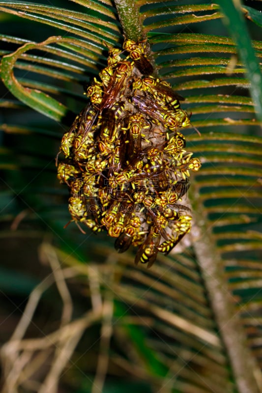 黄蜂巢,昆虫,自然,阿帕奇族,黄蜂,动物,背景,平衡折角灯,图像,垂直画幅