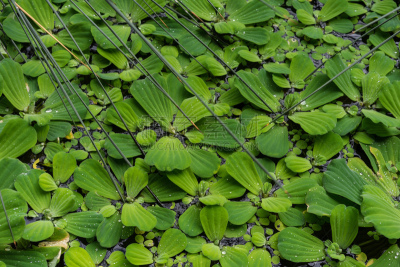 浮萍,纹理,背景,鹭管鱼,满画幅,童年,水,水生植物,水平画幅,无人
