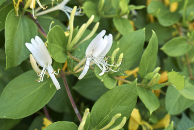 忍冬,茶花,日本百合,箭木,芳香的,水平画幅,无人,夏天,特写,明亮