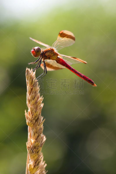 自然,垂直画幅,草地,蜻蜓,带状镖蜻蜓,绿色,欧洲,撇水蜻蜓,动物身体部位,户外