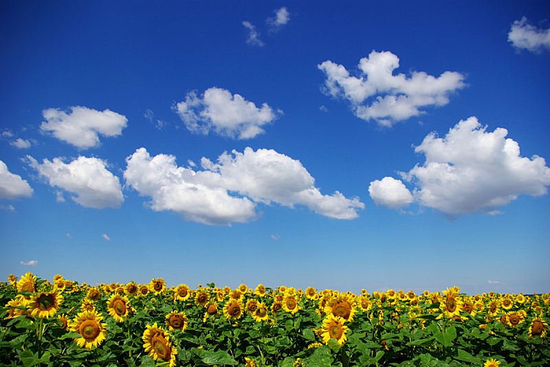 田地,天空,水平画幅,无人,夏天,户外,植物,多云,农业,叶子