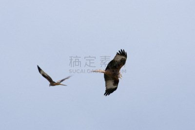 赤鸢,雌猎鹰,灰背隼,欧洲秃鹰,雀鹰,红隼,猎鹰,自然,野生动物,食肉鸟
