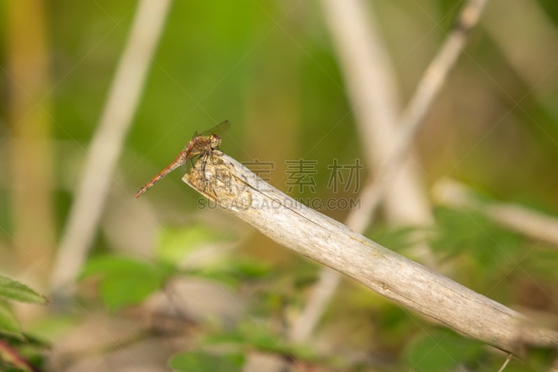 鹭管鱼,blue darter dragonfly,图像,英国,野外动物,无人,昆虫,蜻蜓,水平画幅,赫里福德郡