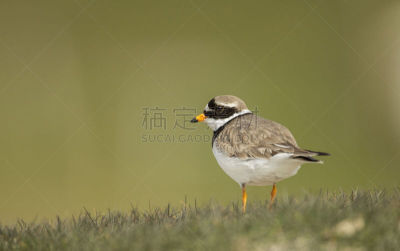 鸻,戒指,小的,金眶鸻,野生动物,水平画幅,全身像,鸟类,野外动物,户外