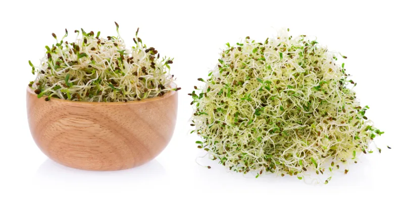 紫花苜蓿清新 紫花苜蓿清新图片 紫花苜蓿清新素材下载 稿定素材